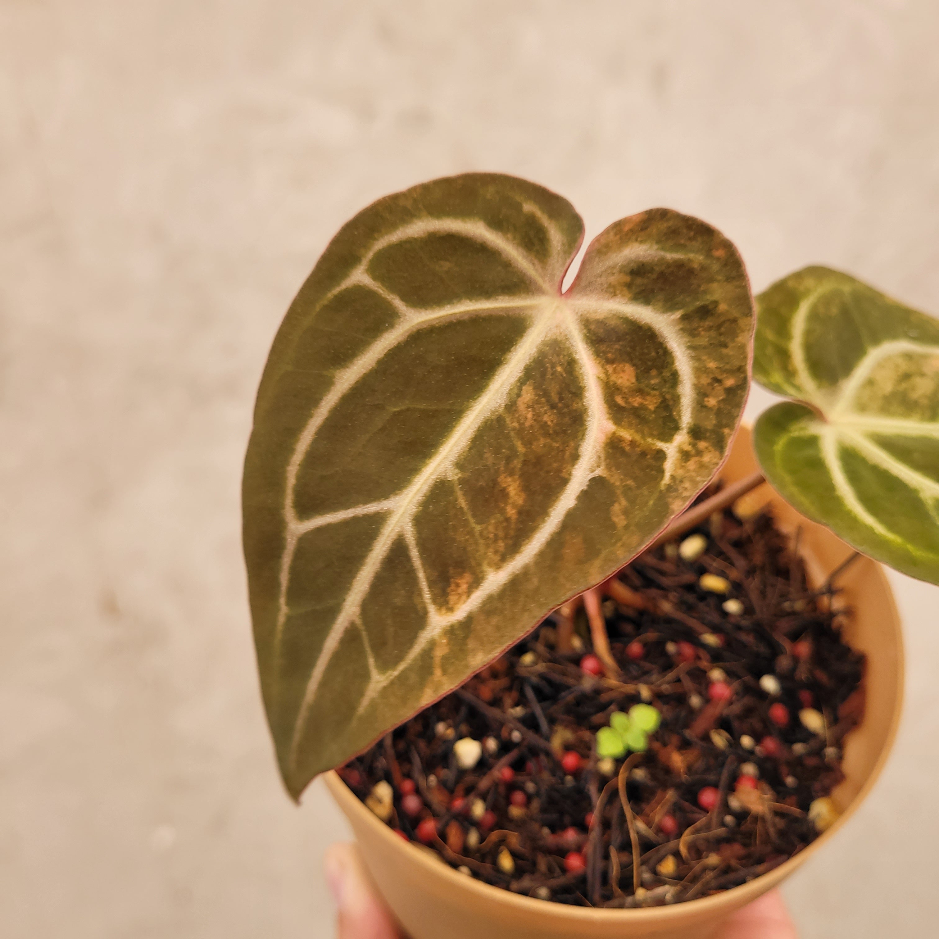 Anthurium Papillilaminum Pink Variegated x Red Crystal Michelle