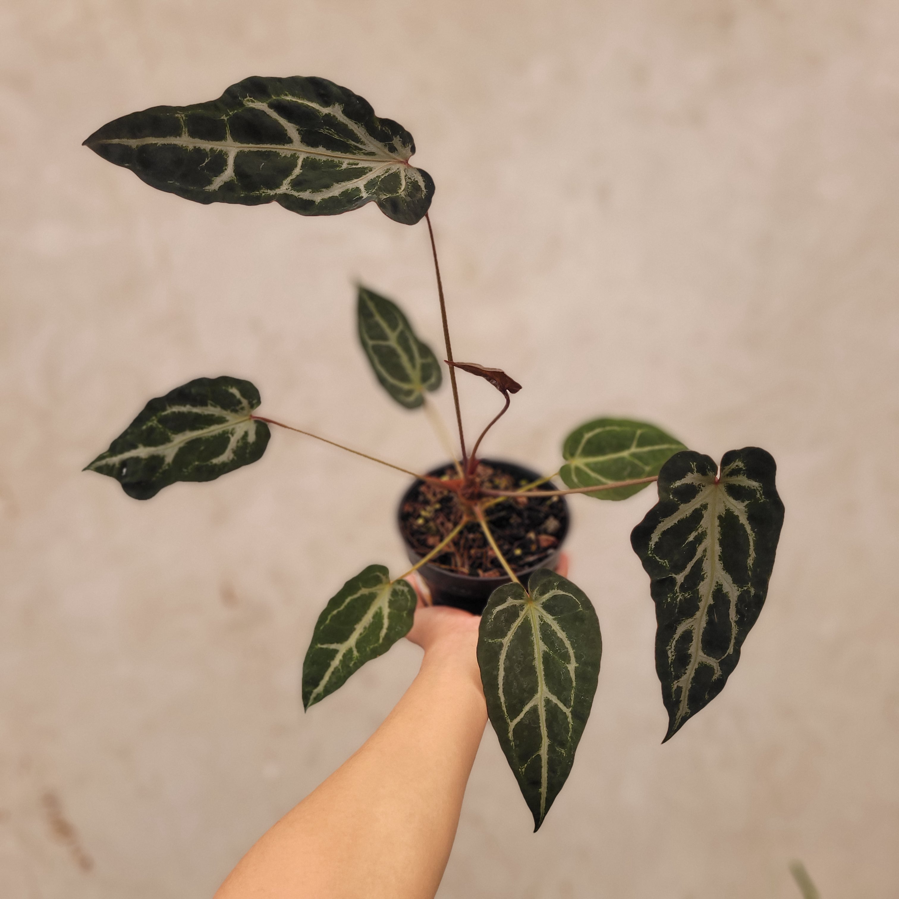 Anthurium BVIT x Zara Michelle Mutation — Aroidasia