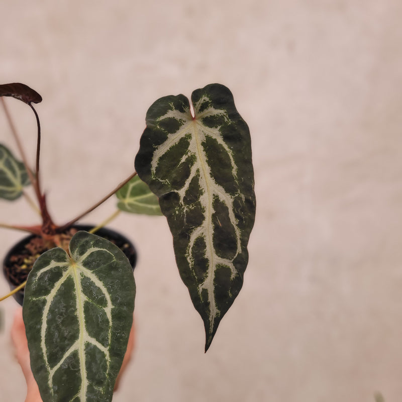 Anthurium BVIT x Zara Michelle Mutation