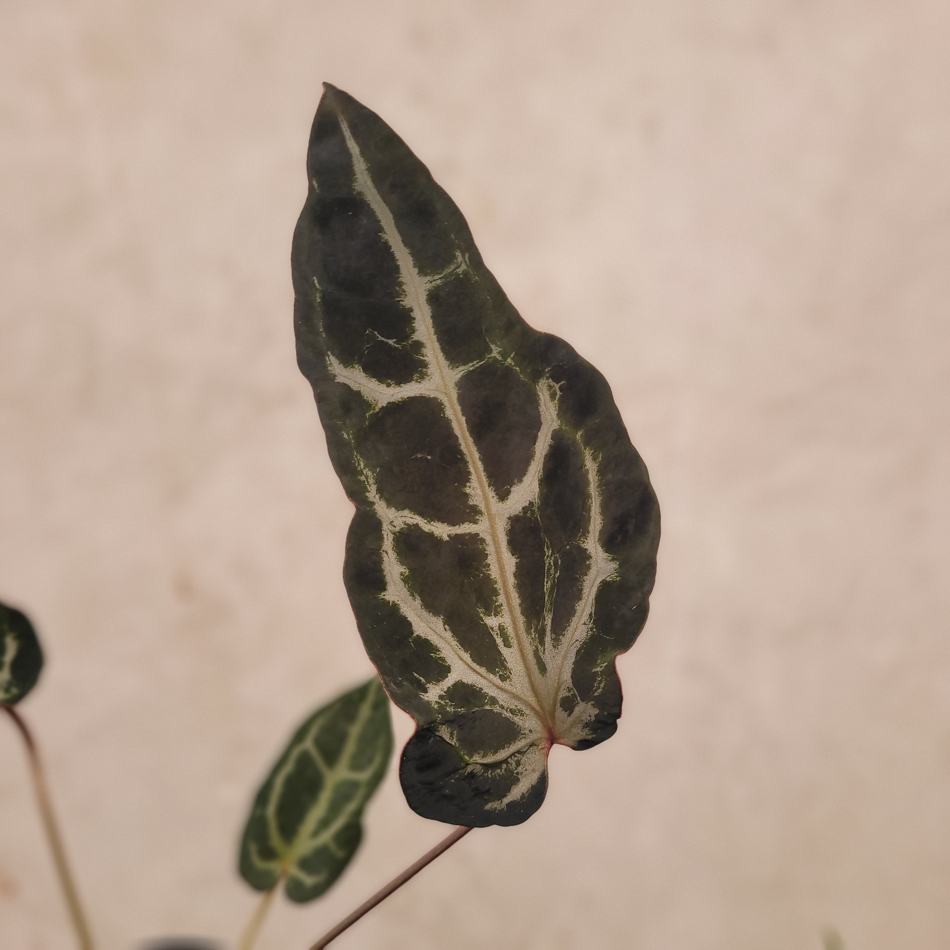 Anthurium BVIT x Zara Michelle Mutation — Aroidasia