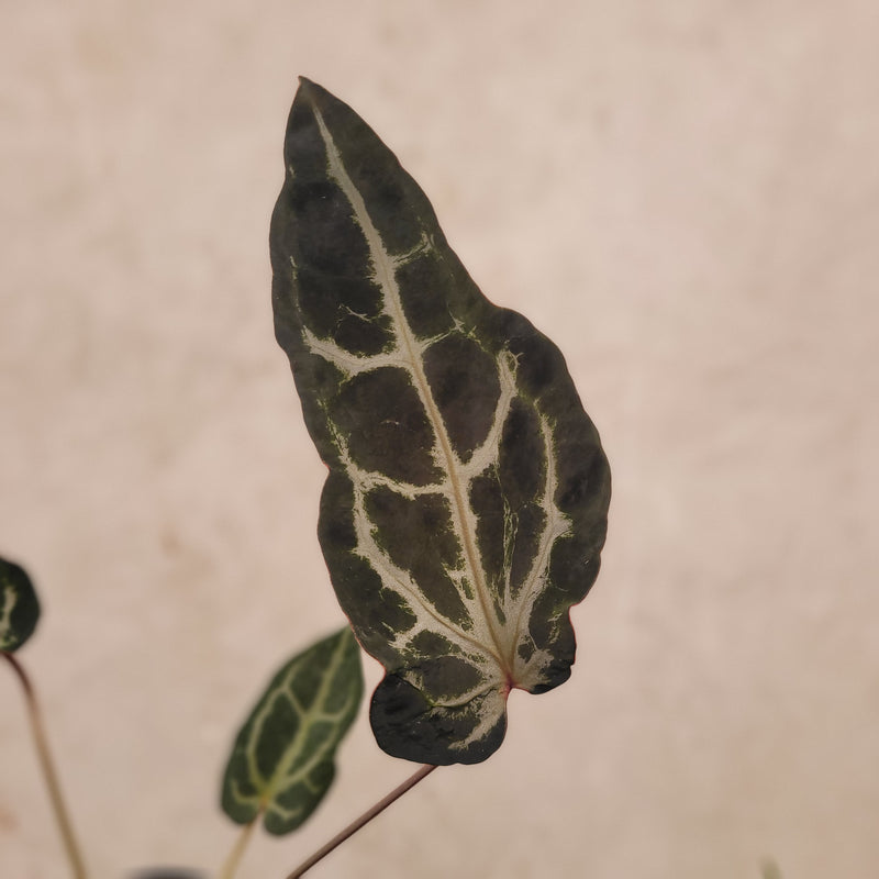 Anthurium BVIT x Zara Michelle Mutation