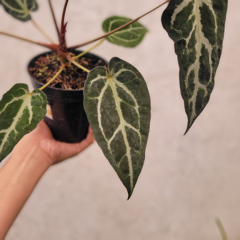 Anthurium BVIT x Zara Michelle Mutation