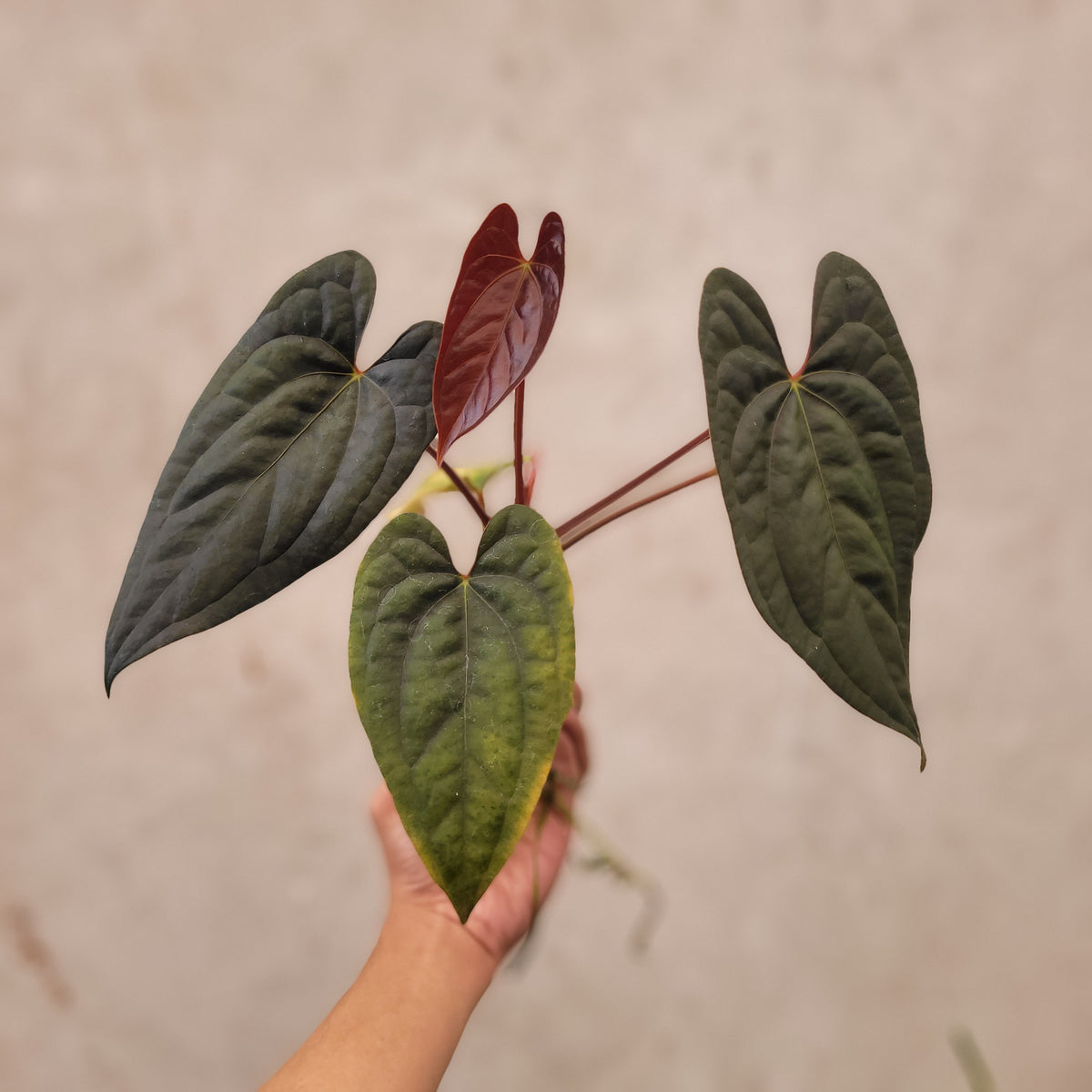 Anthurium Fort Sherman x Luxurians — Aroidasia