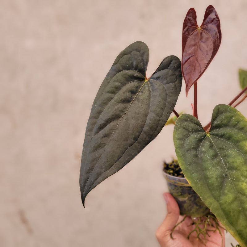 Anthurium Fort Sherman x Luxurians