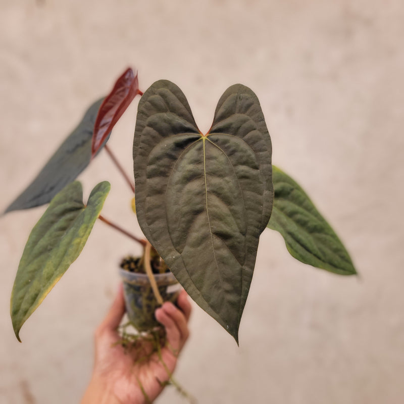 Anthurium Fort Sherman x Luxurians