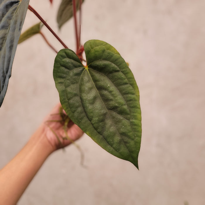 Anthurium Fort Sherman x Luxurians