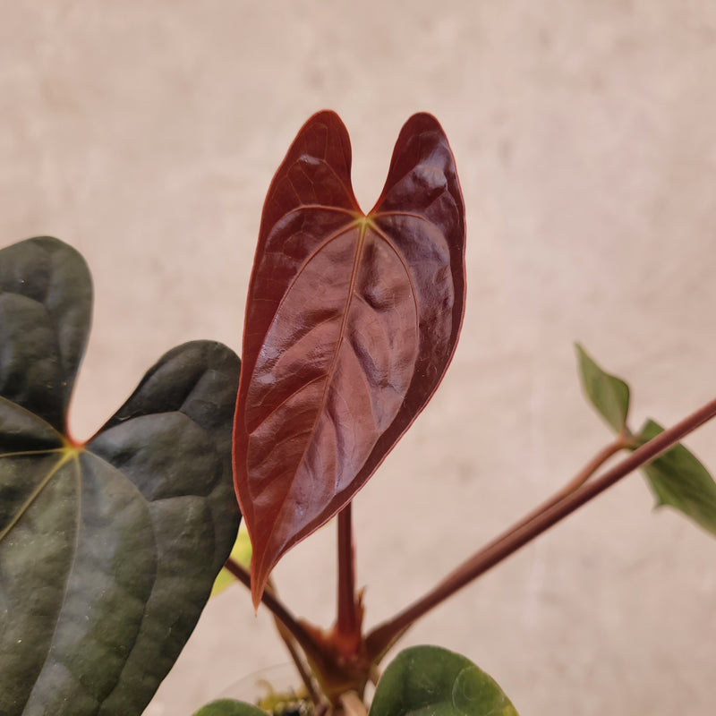 Anthurium Fort Sherman x Luxurians