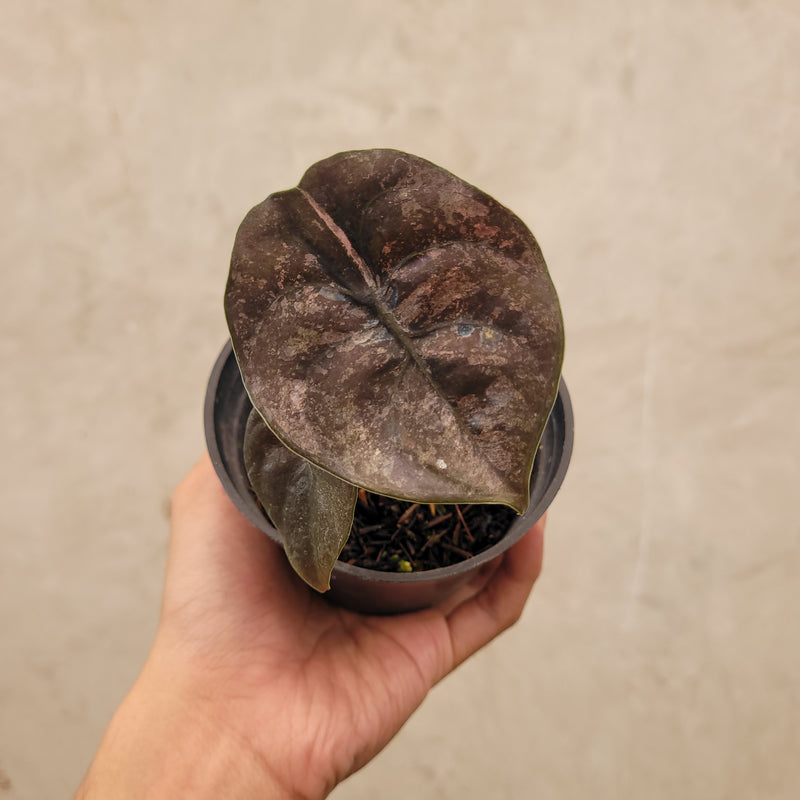 Alocasia Cuprea Pink Mint