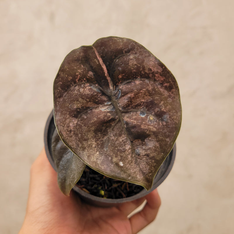 Alocasia Cuprea Pink Mint