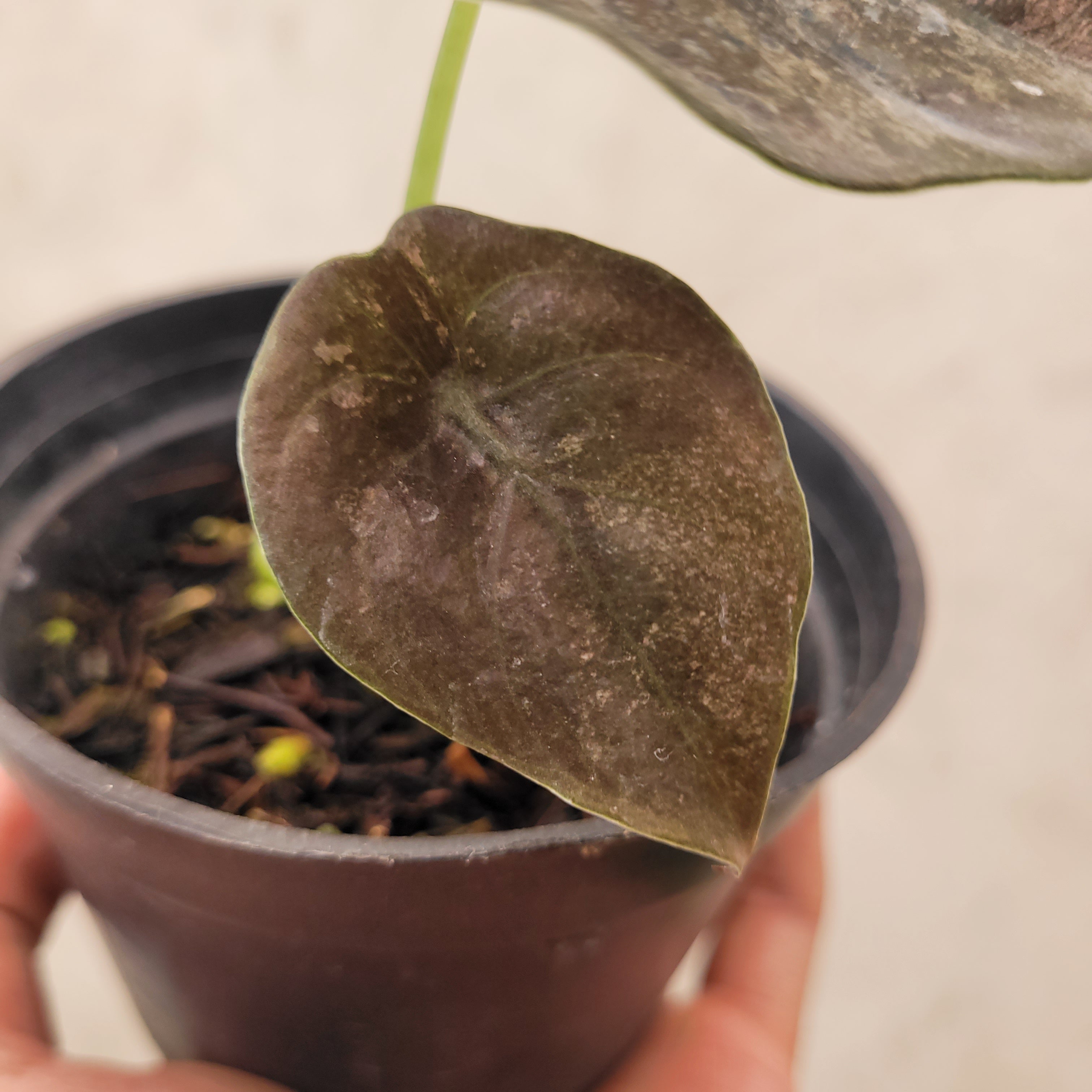 Alocasia Cuprea Pink Mint — Aroidasia