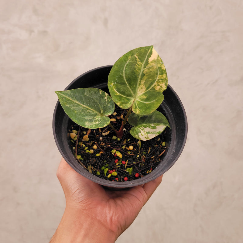 Anthurium Papillilaminum Hybrid x Luxurian Variegated