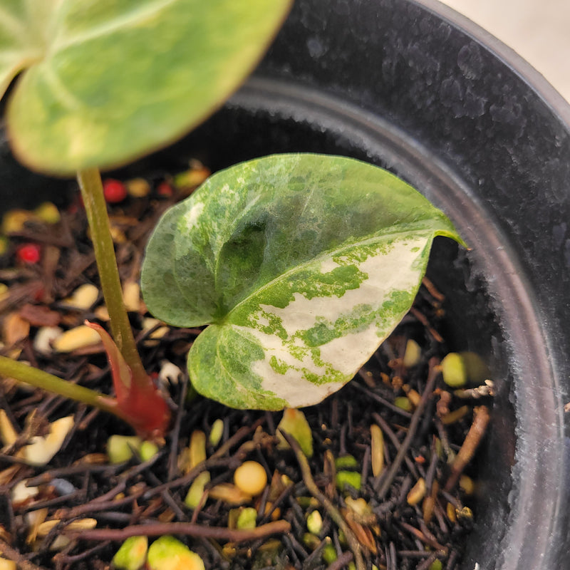 Anthurium Papillilaminum Hybrid x Luxurian Variegated