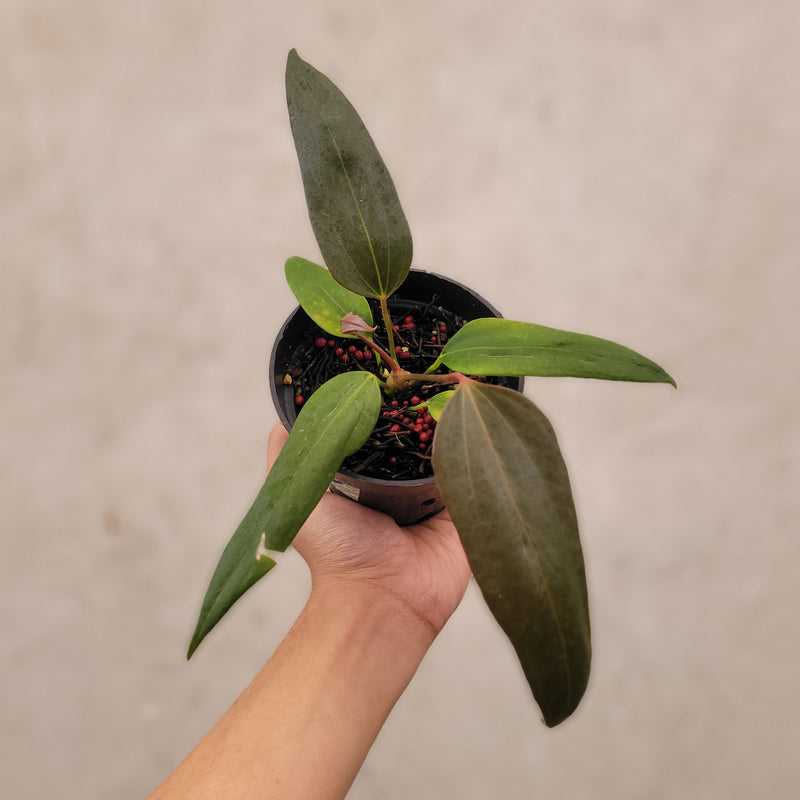 Anthurium Portillae xdf Seedling