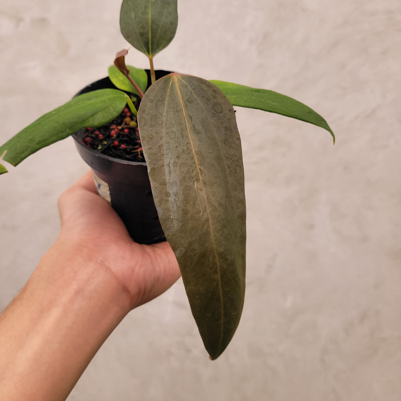 Anthurium Portillae xdf Seedling