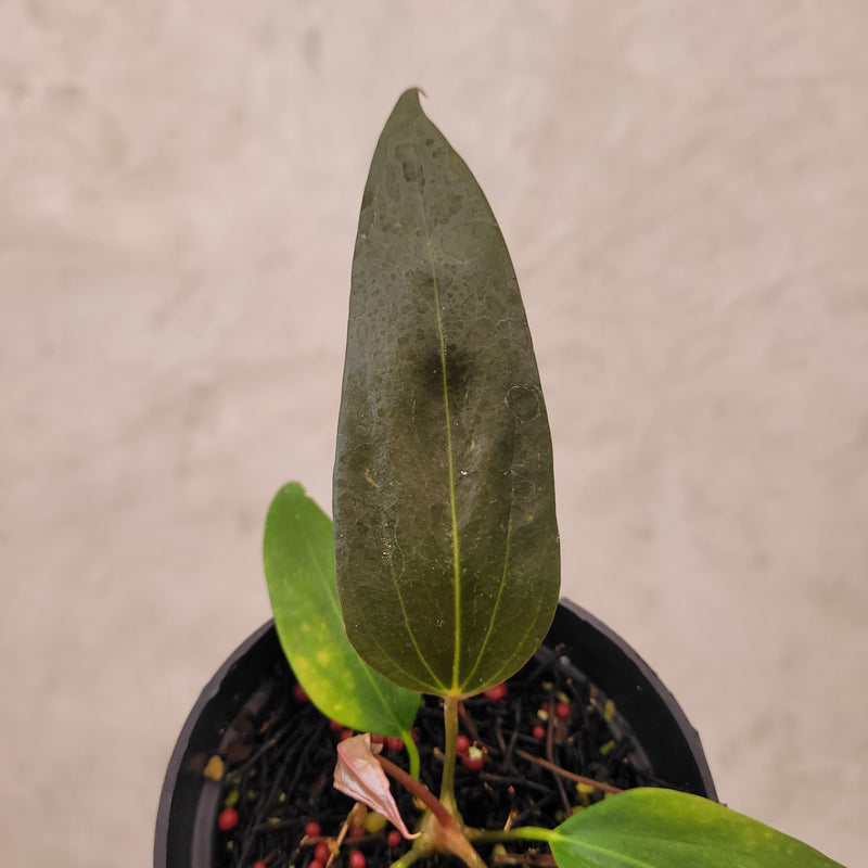 Anthurium Portillae xdf Seedling