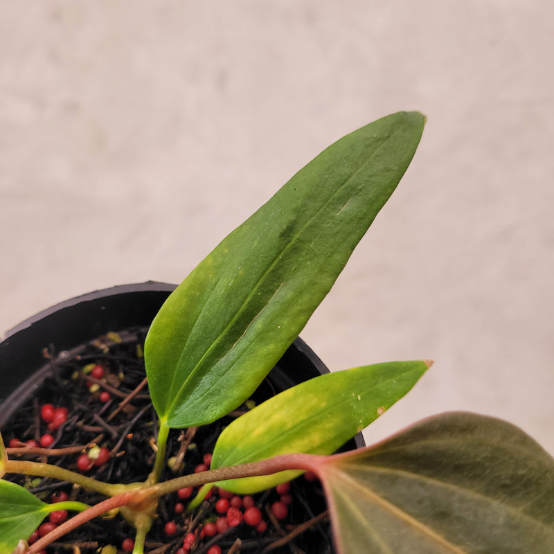 Anthurium Portillae xdf Seedling