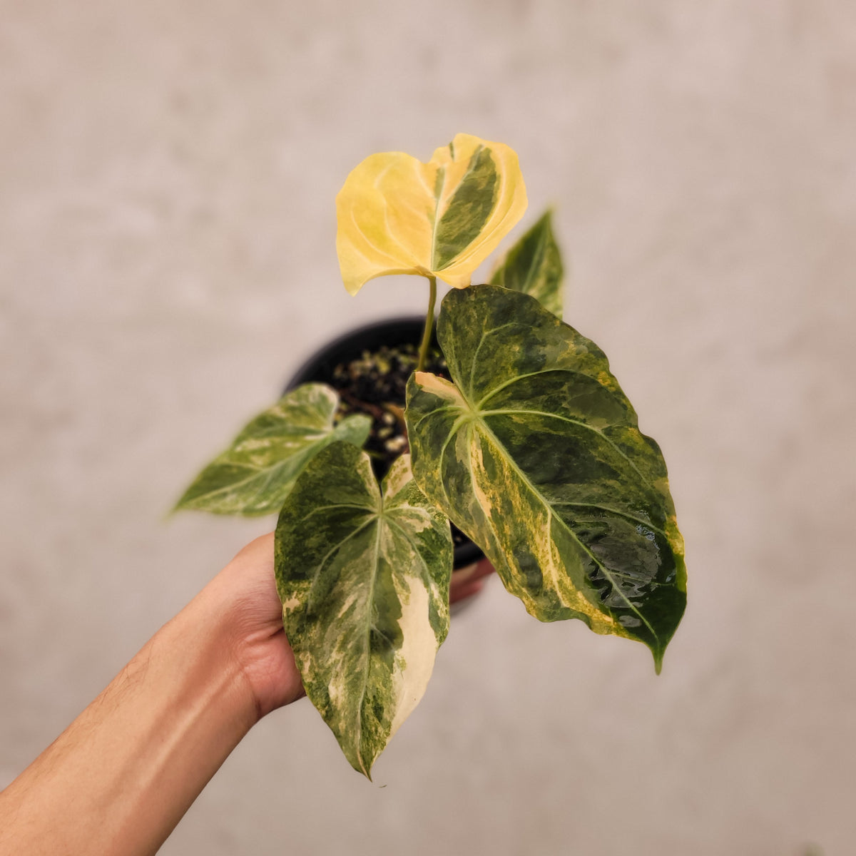 anthurium kos Anthurium Papillilaminum x KOS — Aroidasia