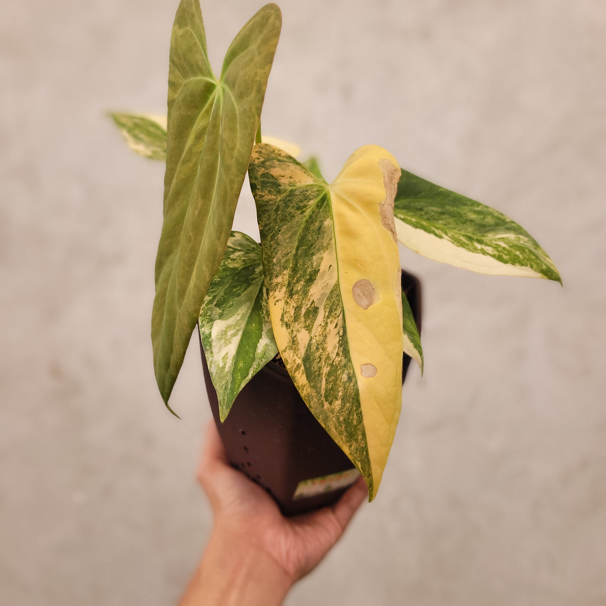 Anthurium Papillilaminum x Portillae Variegated — Aroidasia