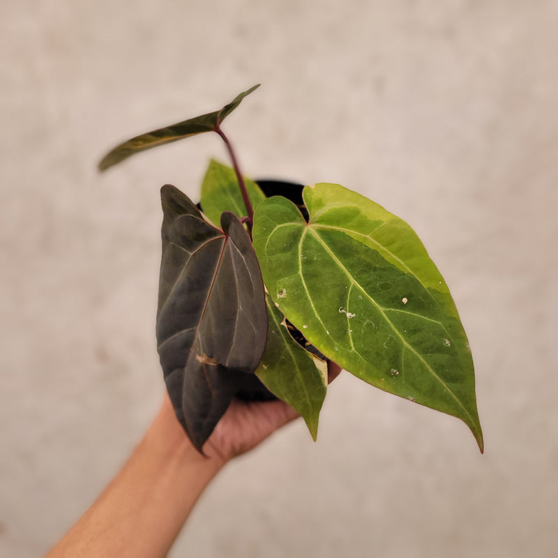 Anthurium Papillilaminum BVIT x Zara Michelle Variegated