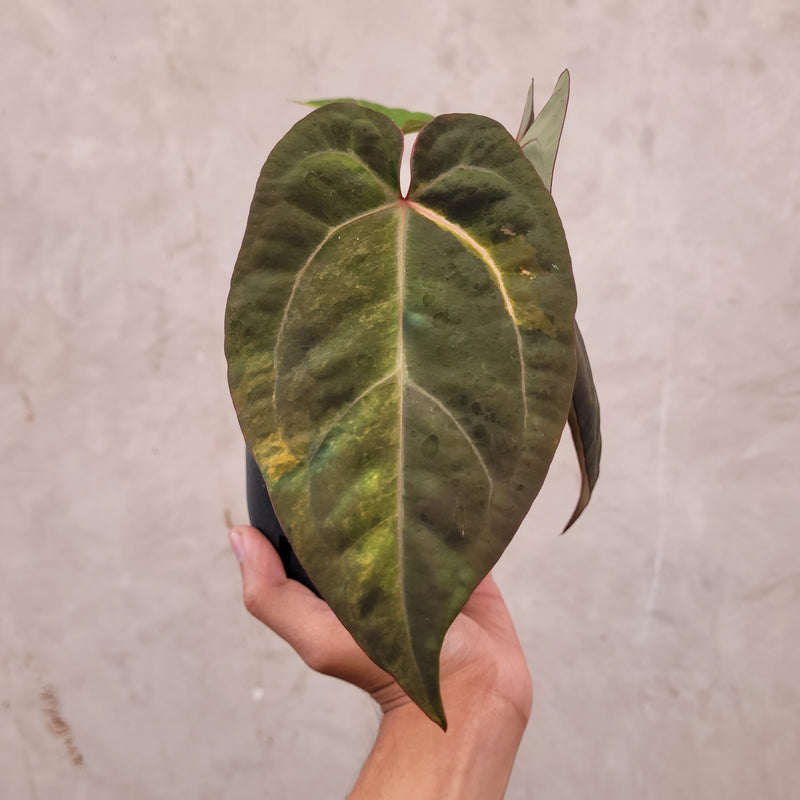 Anthurium Papillilaminum BVIT x Zara Michelle Variegated