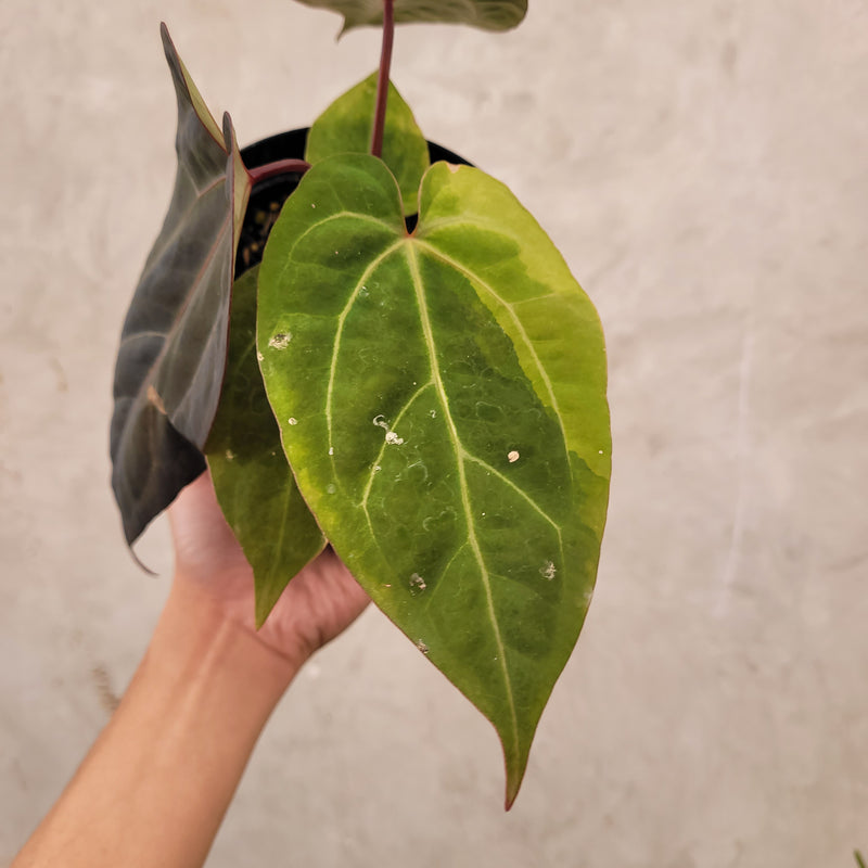 Anthurium Papillilaminum BVIT x Zara Michelle Variegated