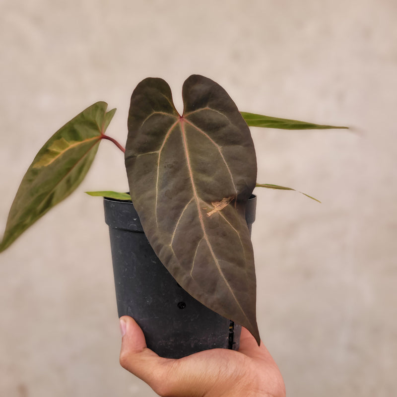 Anthurium Papillilaminum BVIT x Zara Michelle Variegated