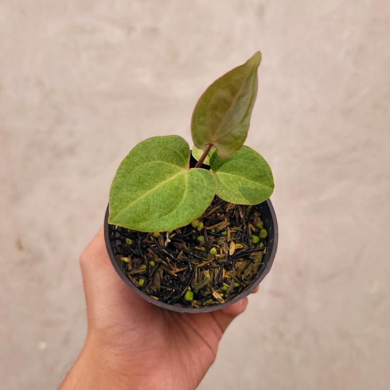 Anthurium Papillilaminum Hybrid Mint Variegated