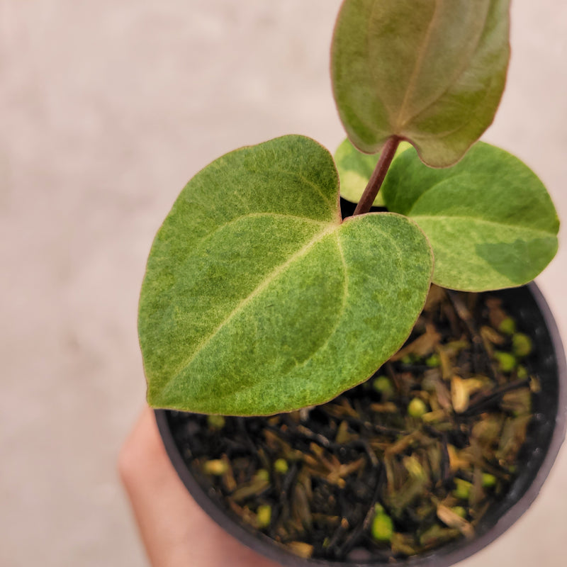 Anthurium Papillilaminum Hybrid Mint Variegated