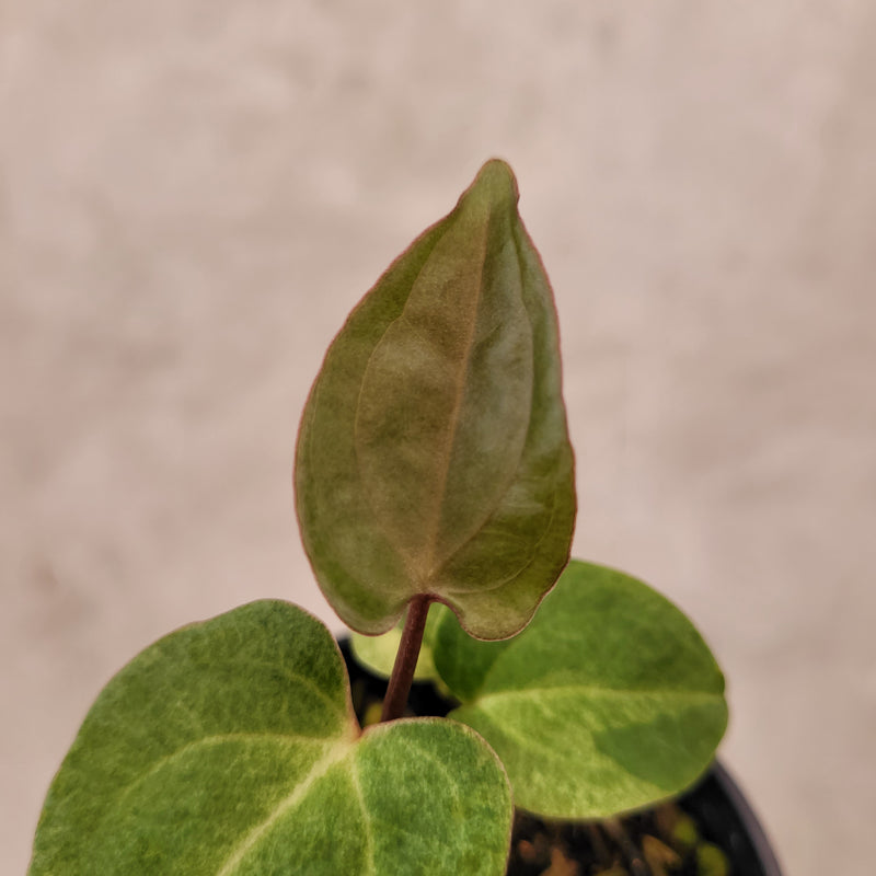 Anthurium Papillilaminum Hybrid Mint Variegated