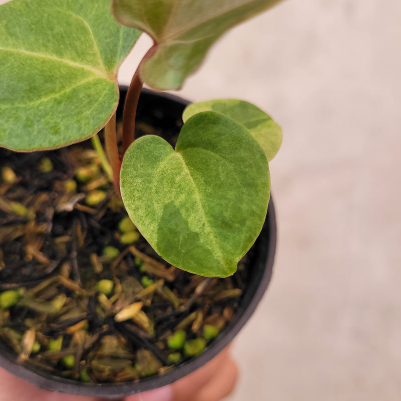 Anthurium Papillilaminum Hybrid Mint Variegated
