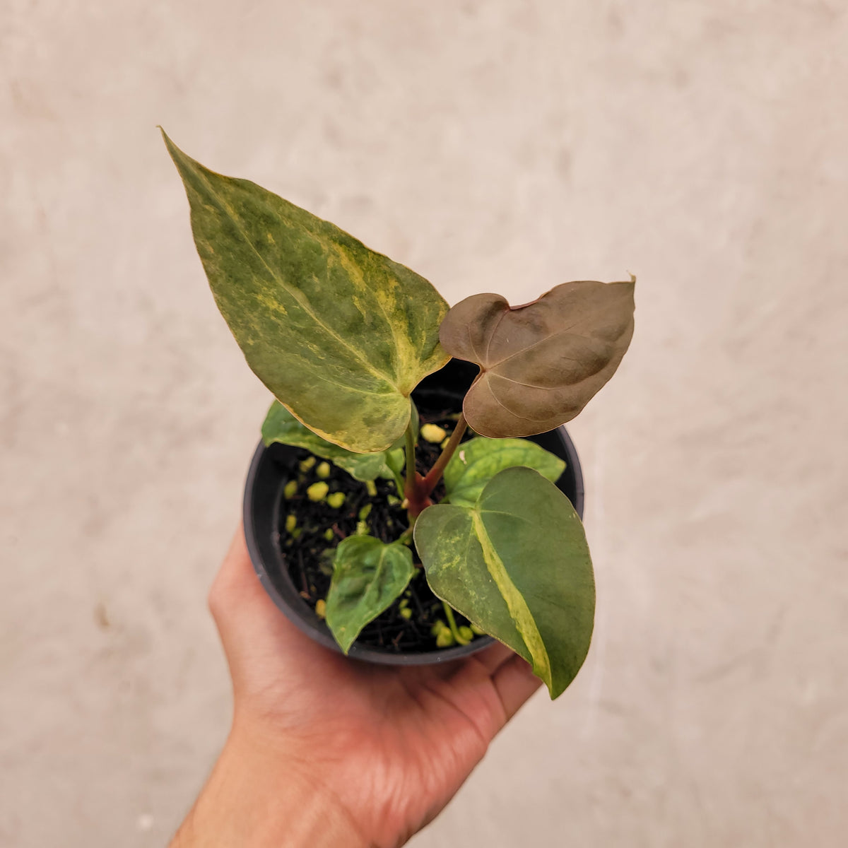 anthurium papillilaminum x subsignatum Anthurium Papillilaminum x Australian Subsignatum