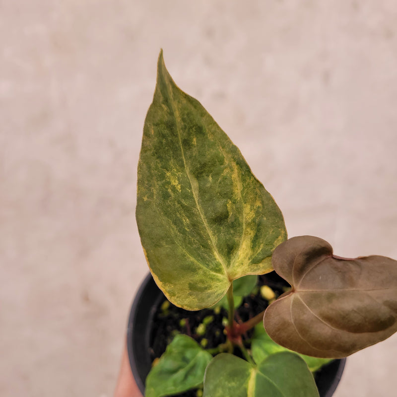 Anthurium Papillilaminum x Australian Subsignatum