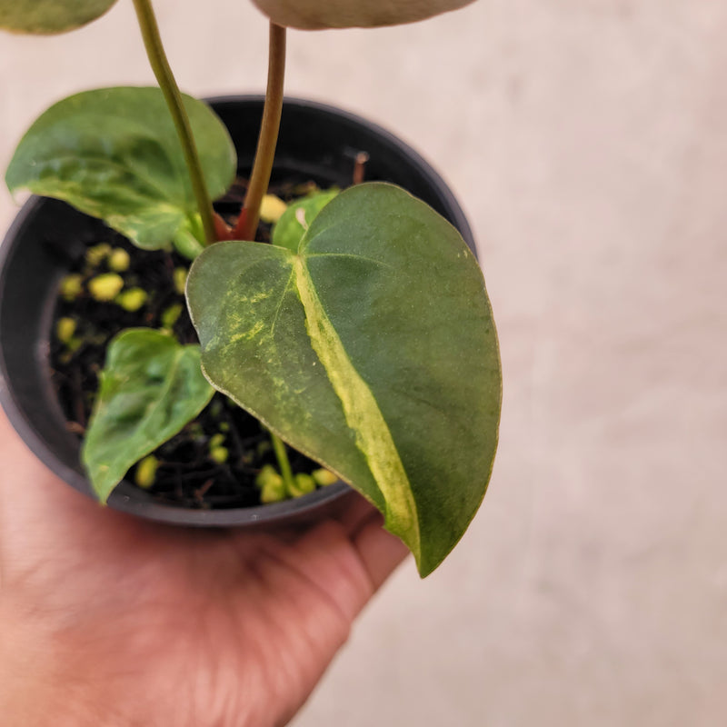 Anthurium Papillilaminum x Australian Subsignatum