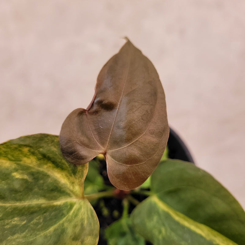 Anthurium Papillilaminum x Australian Subsignatum