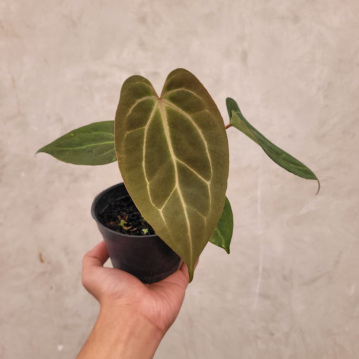 Anthurium Papilillaminum BVIT x Zara Michelle