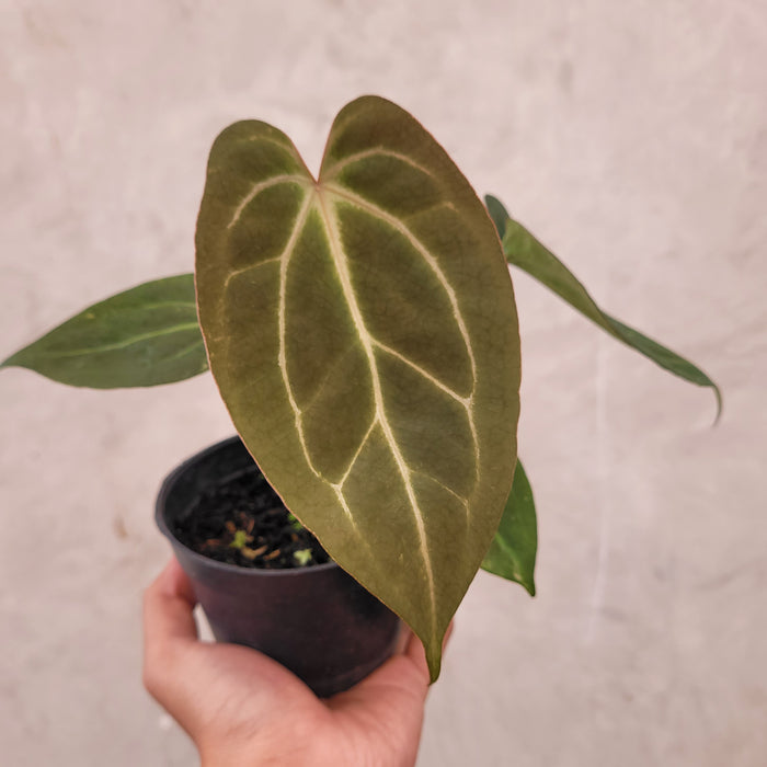 Anthurium Papilillaminum BVIT x Zara Michelle