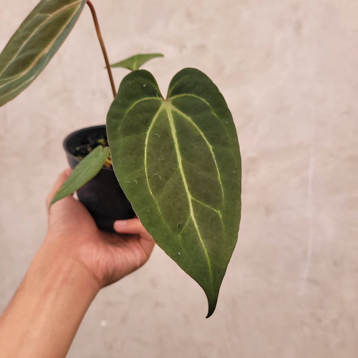 Anthurium Papilillaminum BVIT x Zara Michelle