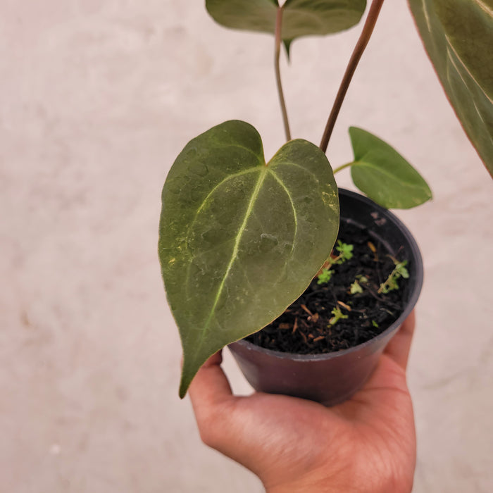 Anthurium Papilillaminum BVIT x Zara Michelle