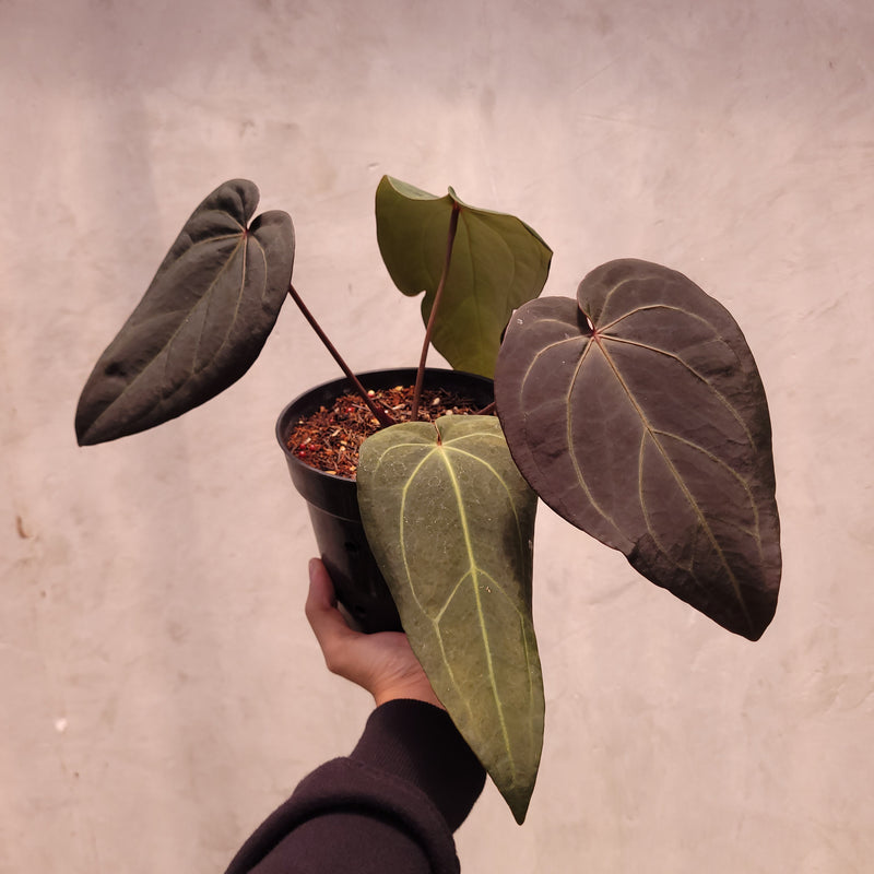michelle anthurium Anthurium Dark Handsome x Michelle — Aroidasia