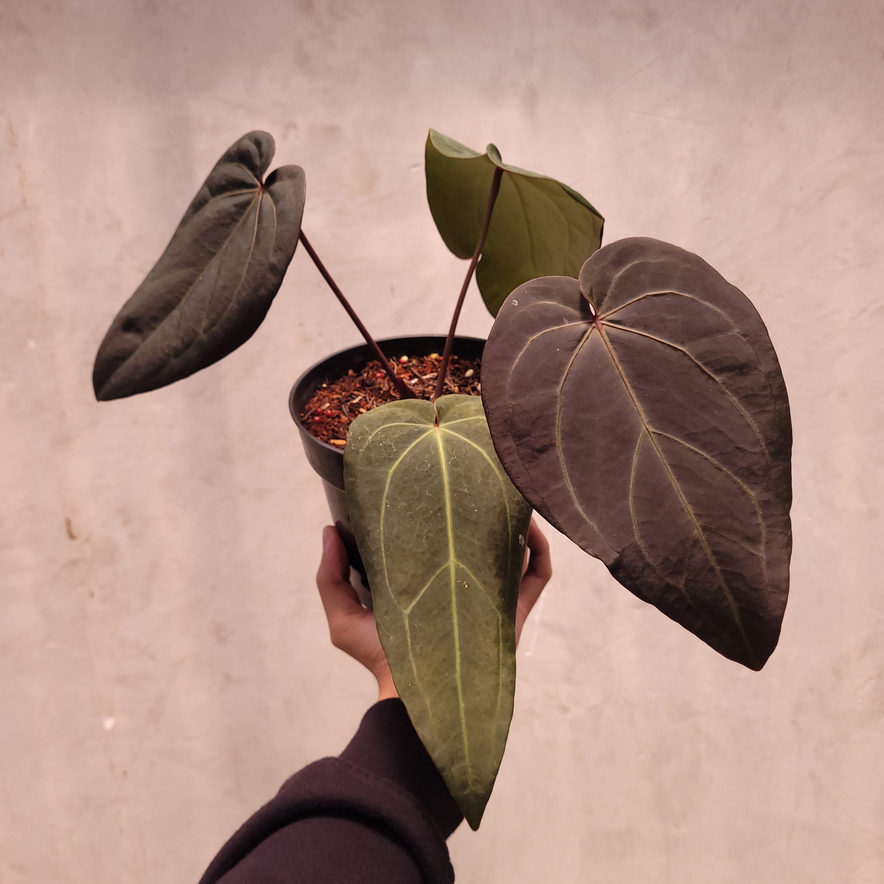 d*様 Anthurium Michelle x self　選抜個体 d*様 Anthurium Michelle x self 選抜個体 【公式通販】