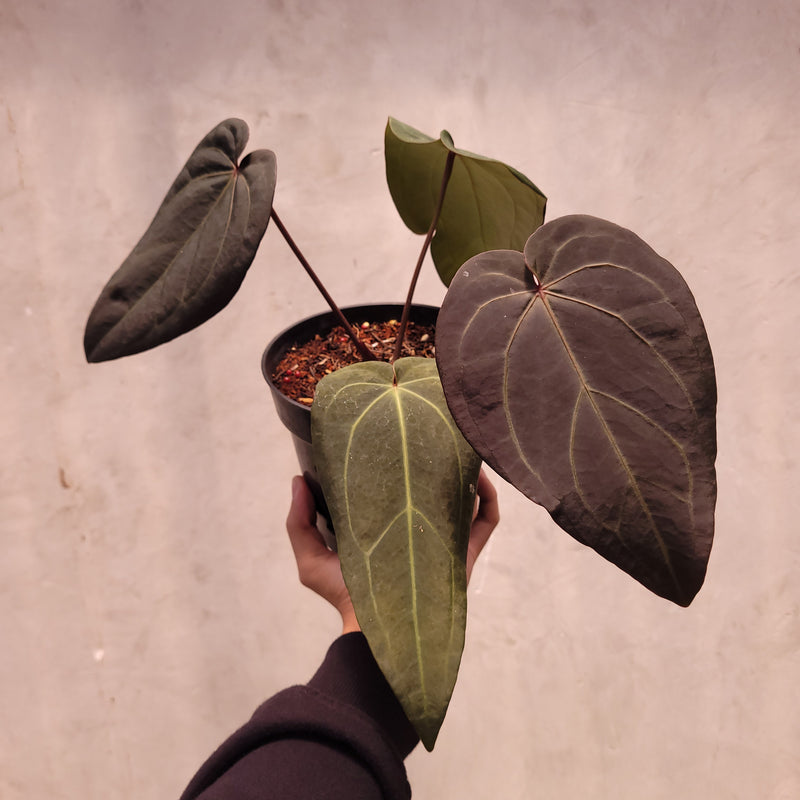 anthurium dark.bonsai Anthurium Dark Handsome x Michelle — Aroidasia