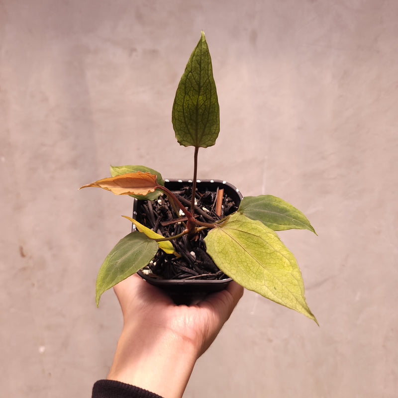 Anthurium Red Spider Seedling Mutation