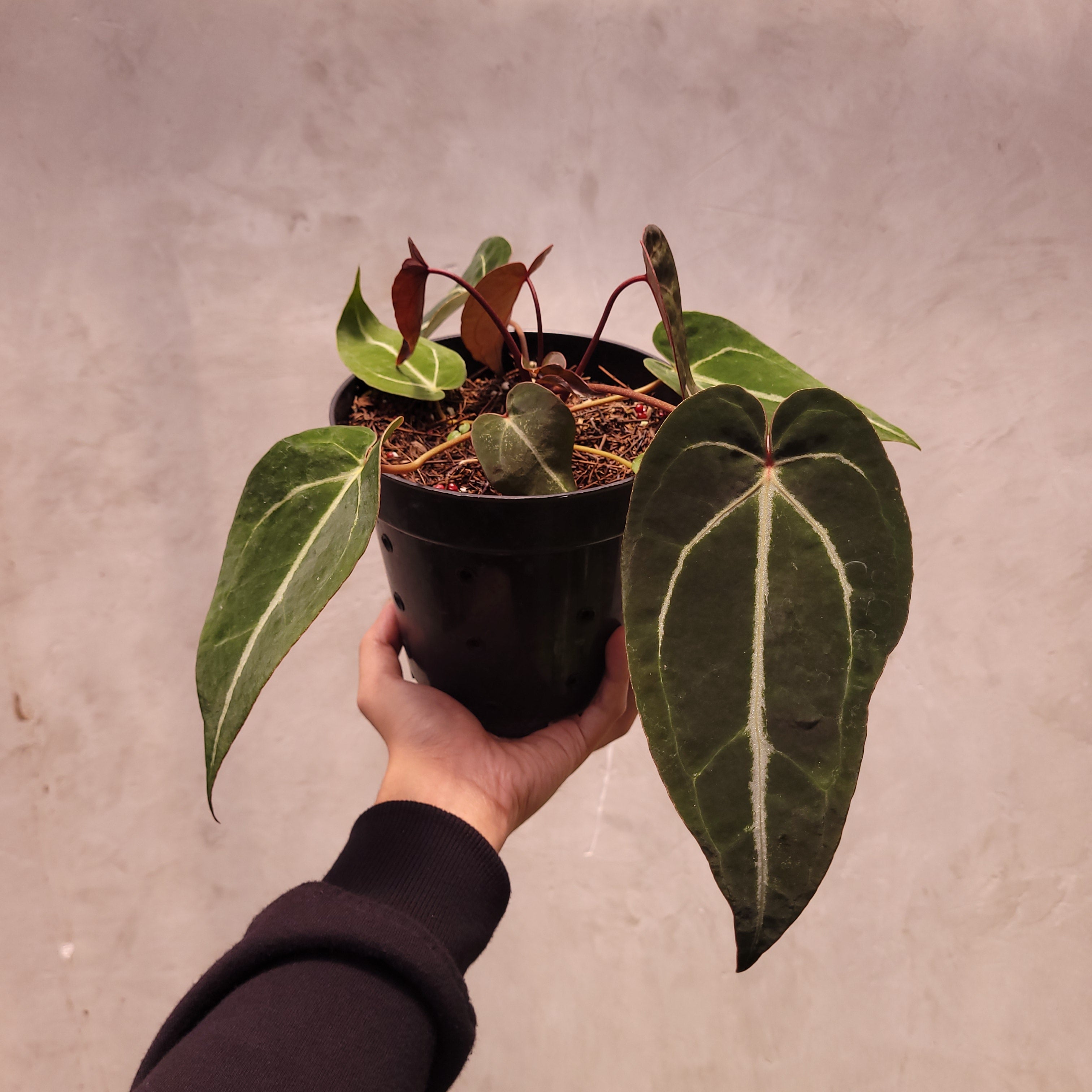 Papillilaminum GunaYala × Zara Michelle Anthurium Papillilaminum x Zara Michelle Selected — Aroidasia