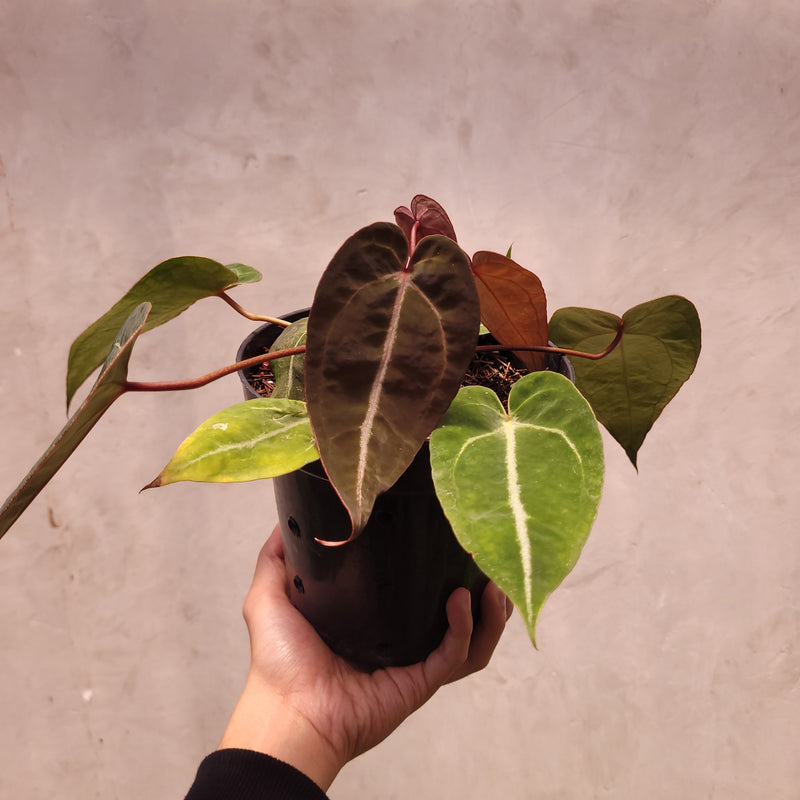 Anthurium Papillilaminum x Zara Michelle Selected