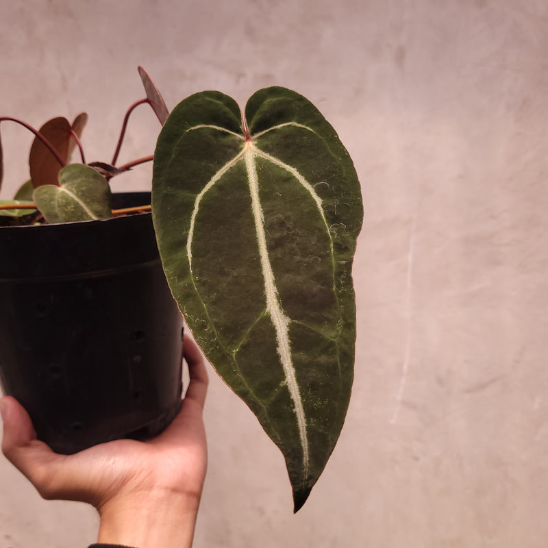 Anthurium Papillilaminum x Zara Michelle Selected