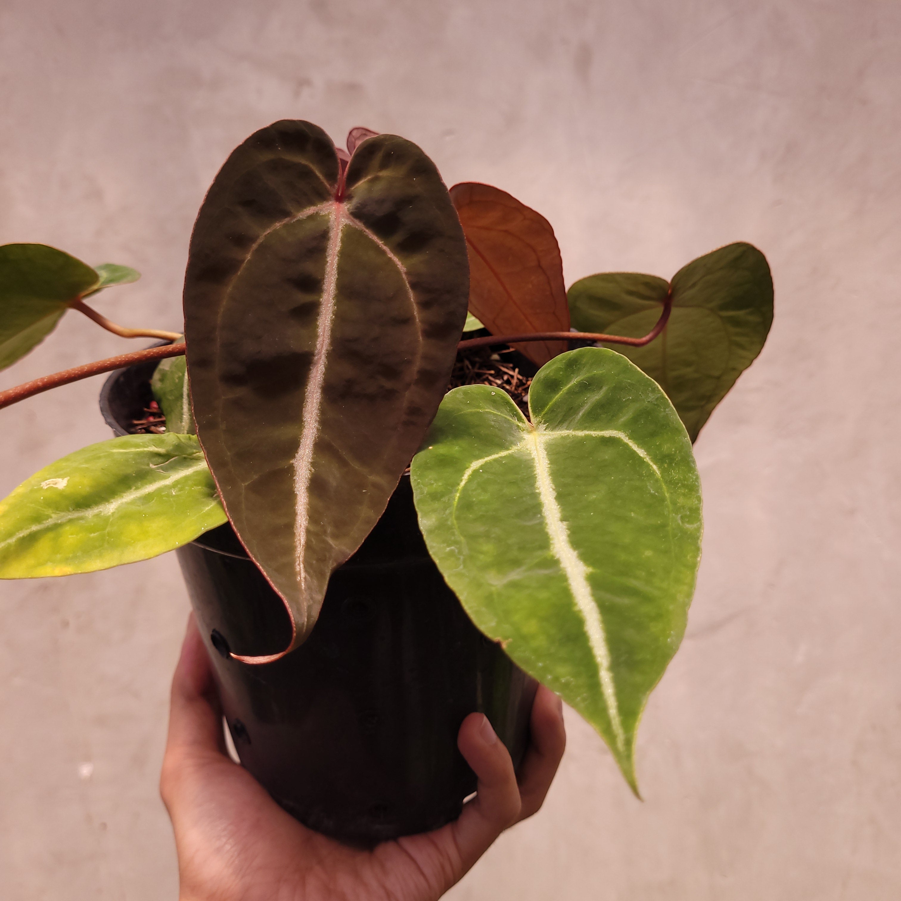 Anthurium Papillilaminum x Zara Michelle Selected — Aroidasia