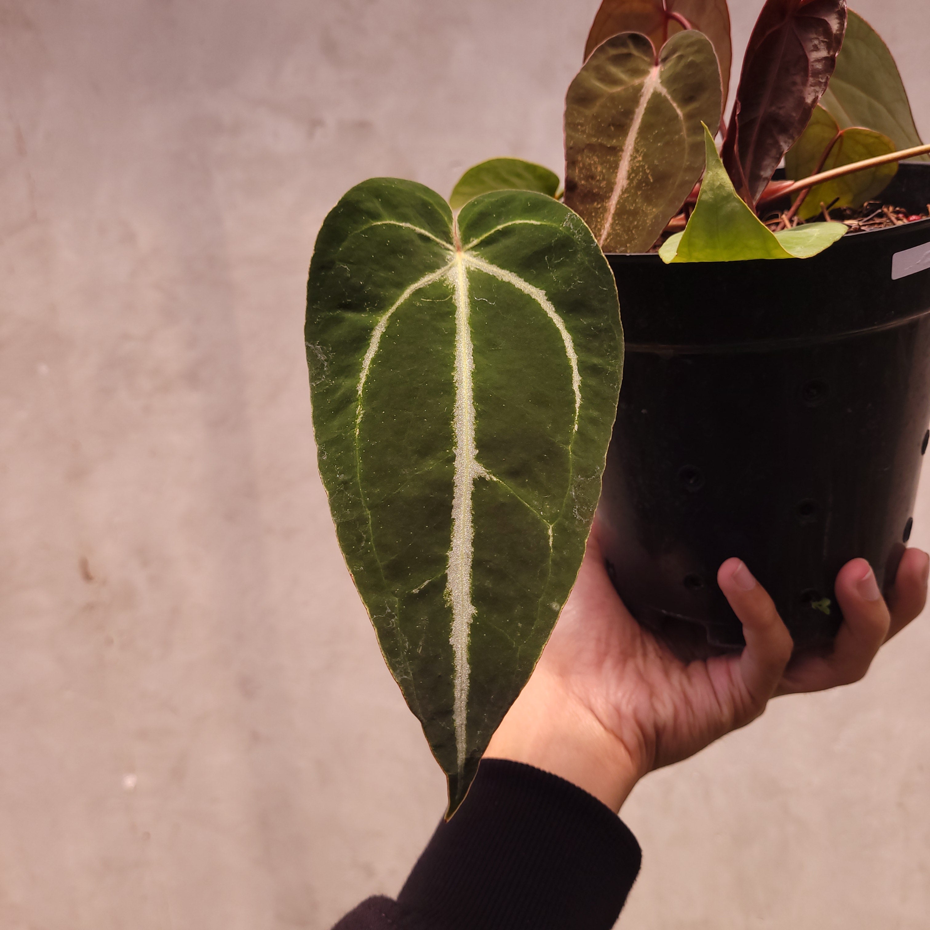 Papillilaminum GunaYala × Zara Michelle Anthurium Papillilaminum x (Zara x Michelle) – Zero's Plants