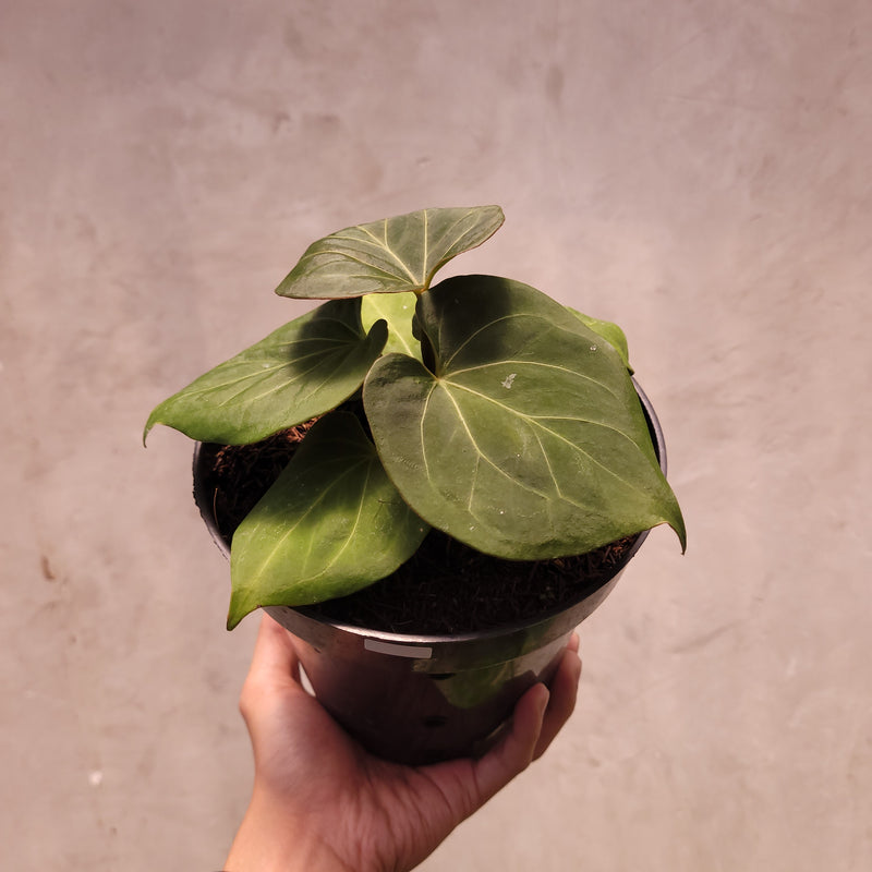 Anthurium King of Spades