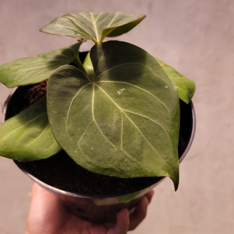 Anthurium King of Spades