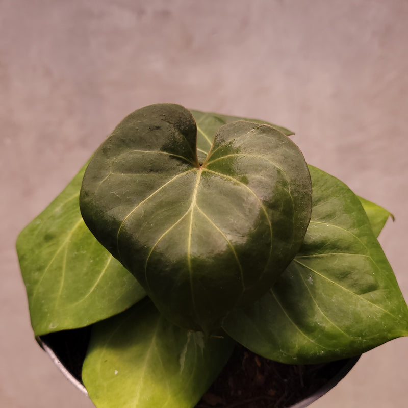Anthurium King of Spades